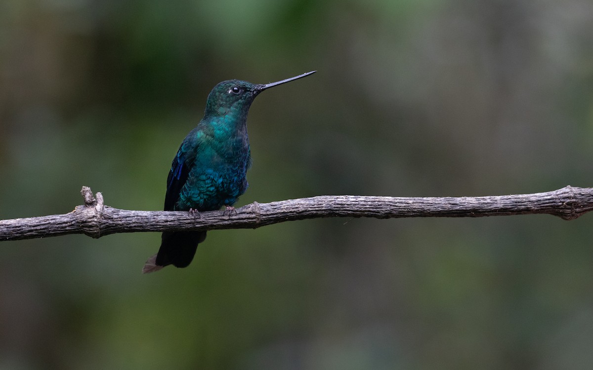 Blauflügelkolibri - ML618871768