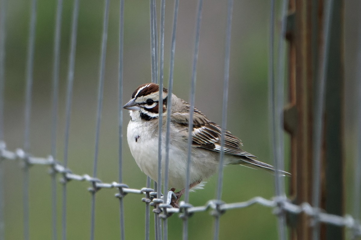 Lark Sparrow - Susanne Meyer