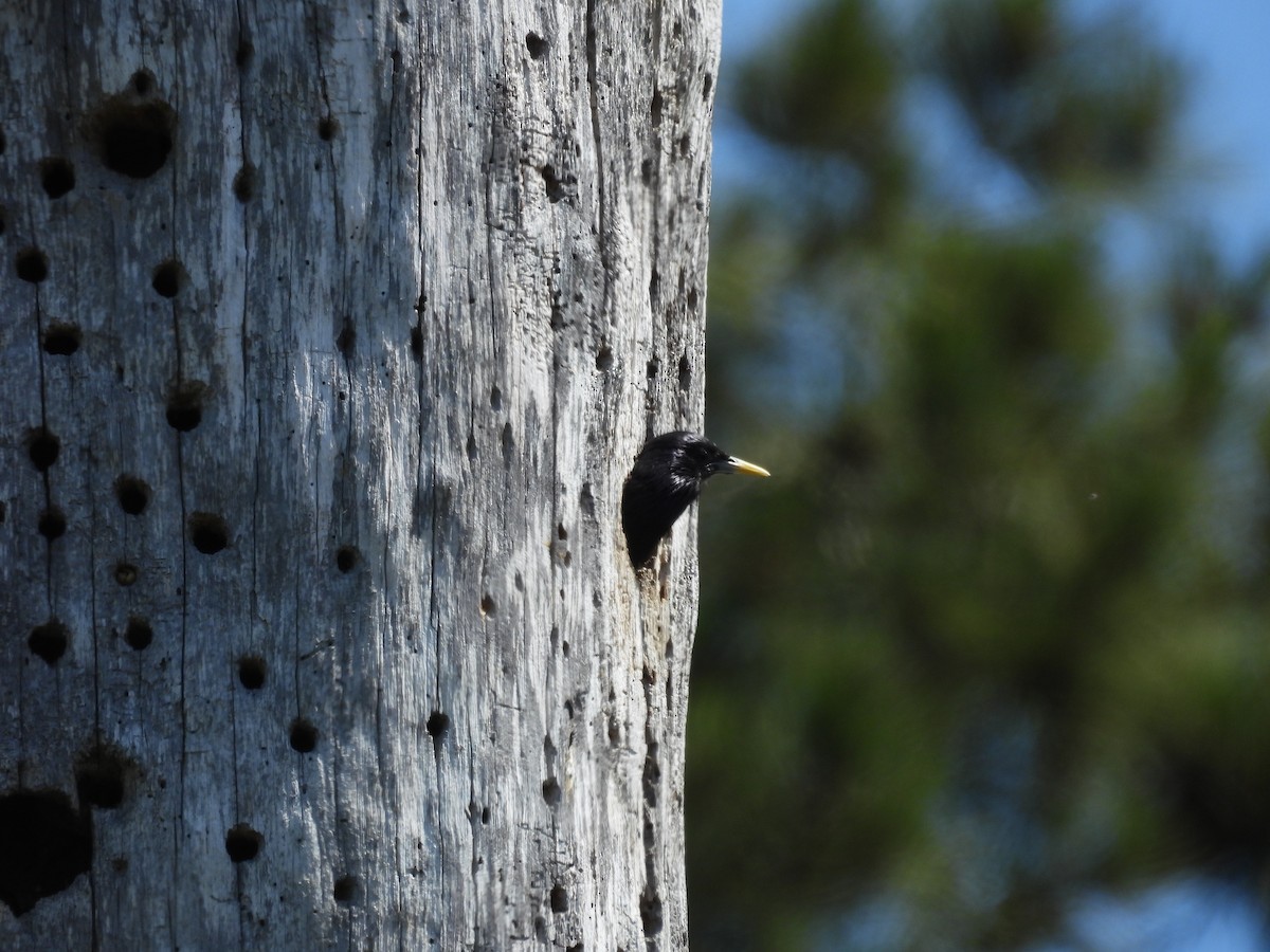 European Starling - Lola Ross