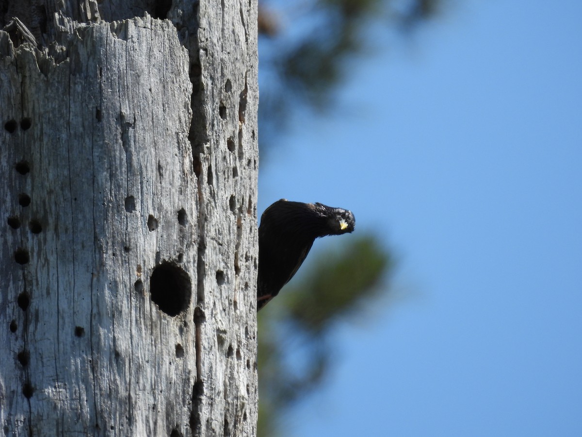 European Starling - ML618871788