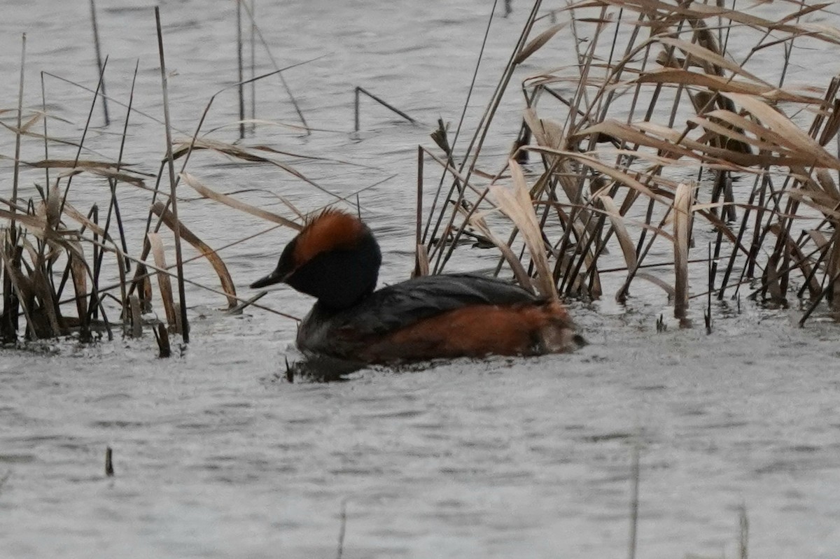 Horned Grebe - Anna Guliaeva