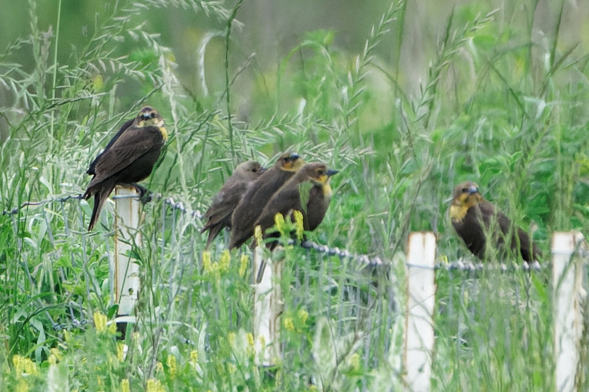 Yellow-headed Blackbird - Susanne Meyer