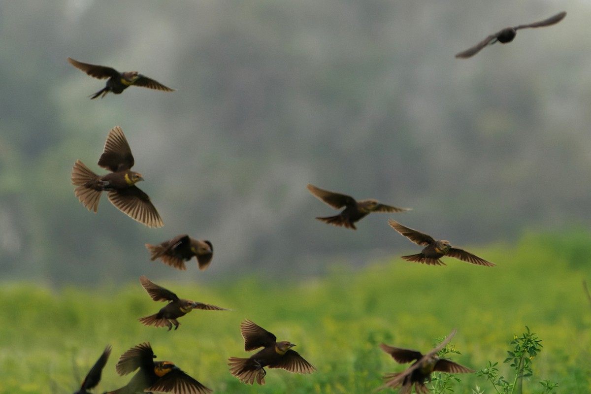 Yellow-headed Blackbird - Susanne Meyer