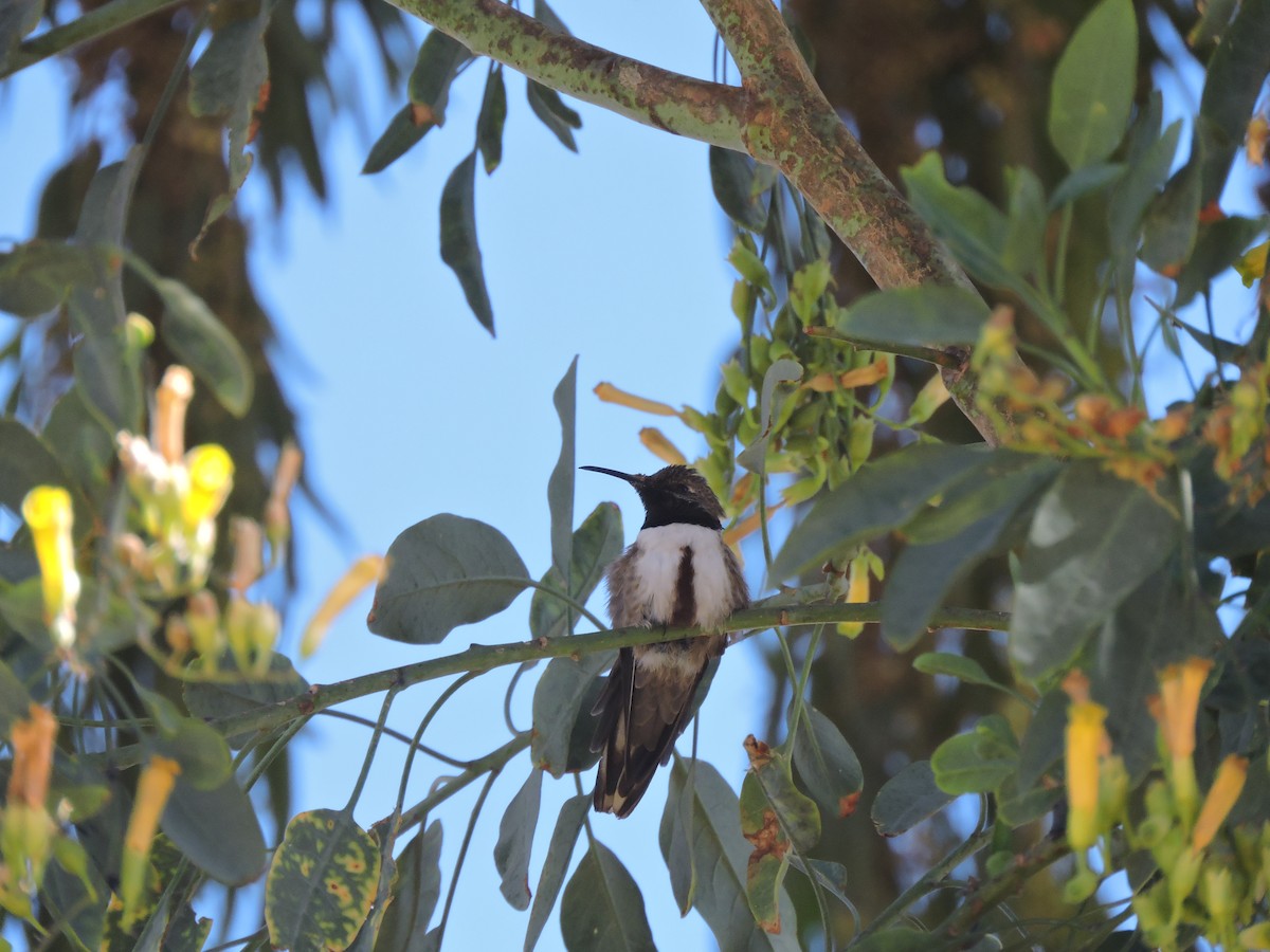 Colibrí Puneño - ML618871802