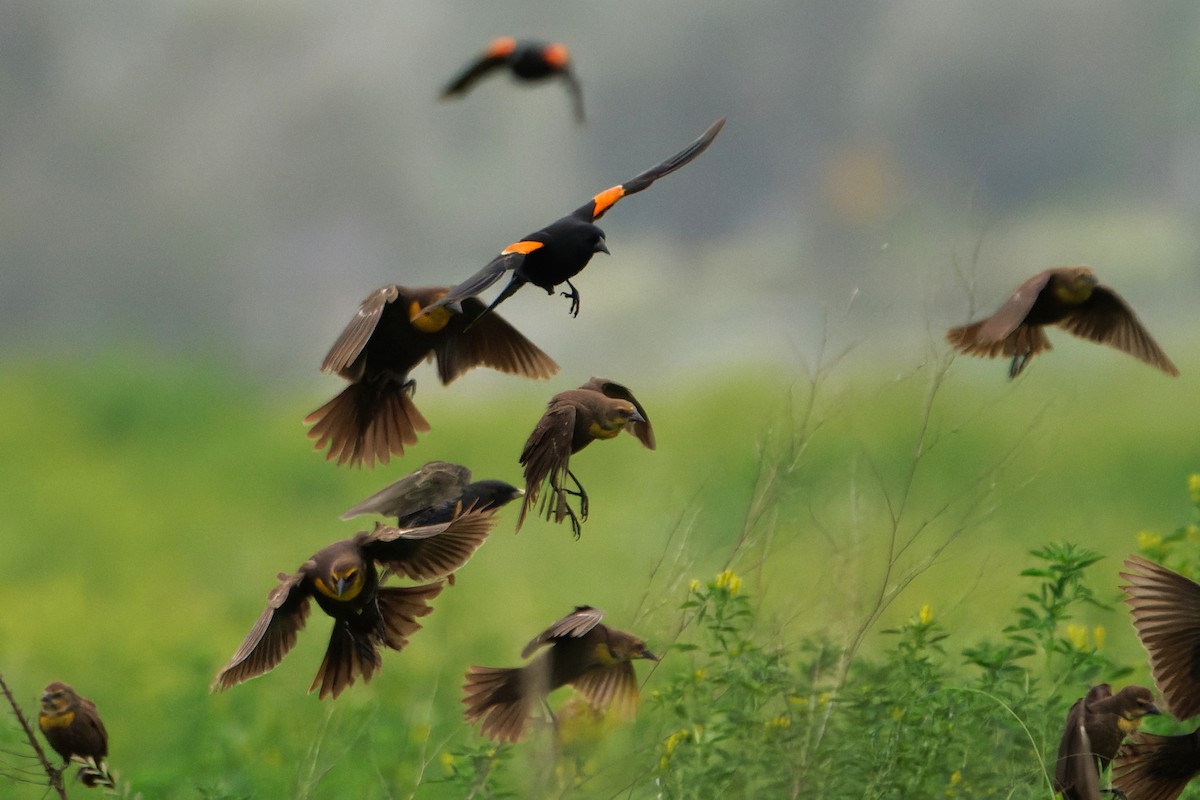 Yellow-headed Blackbird - Susanne Meyer