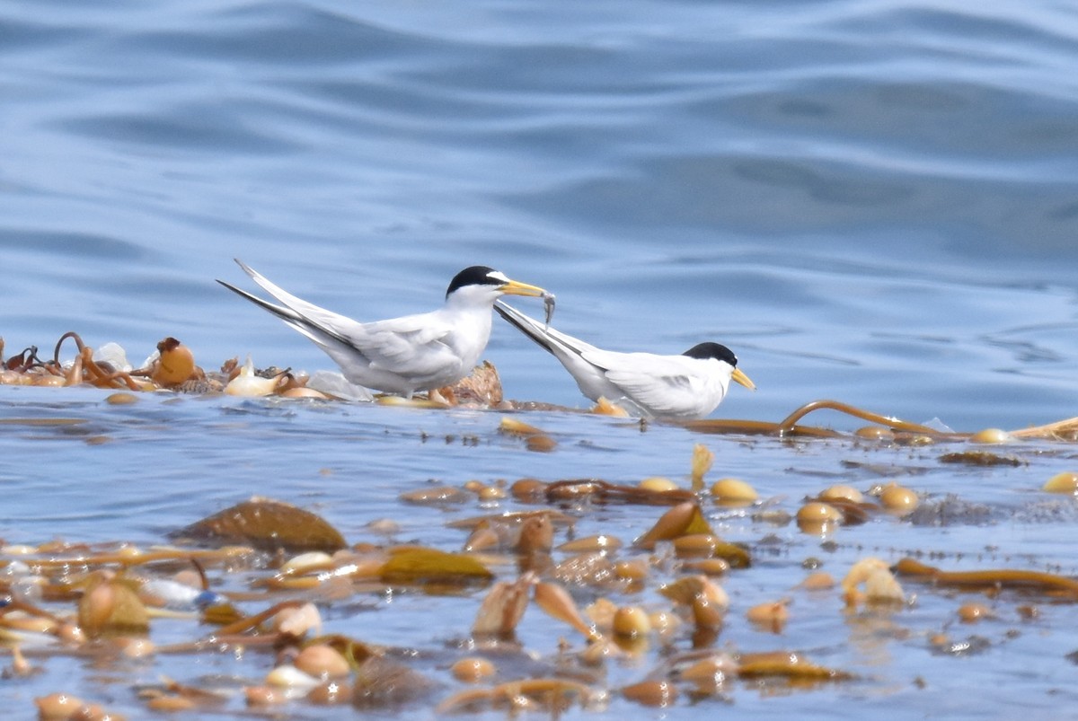 Least Tern - Naresh Satyan