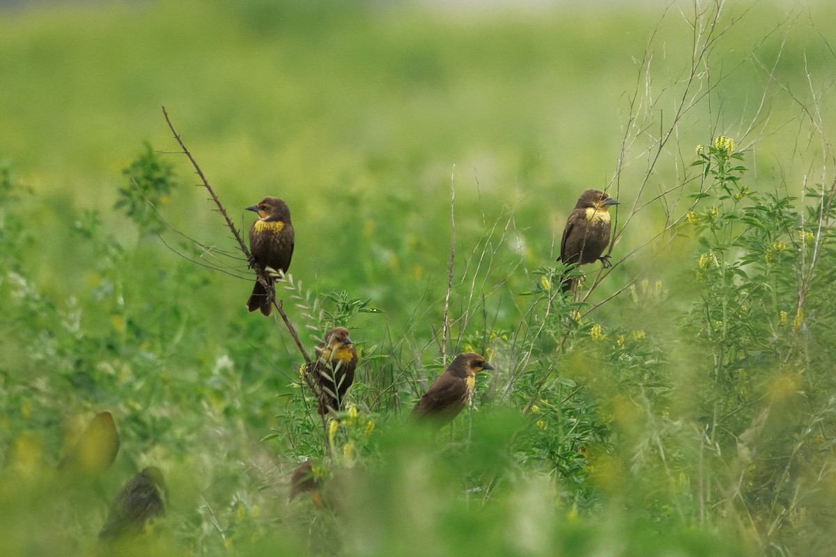 Yellow-headed Blackbird - Susanne Meyer