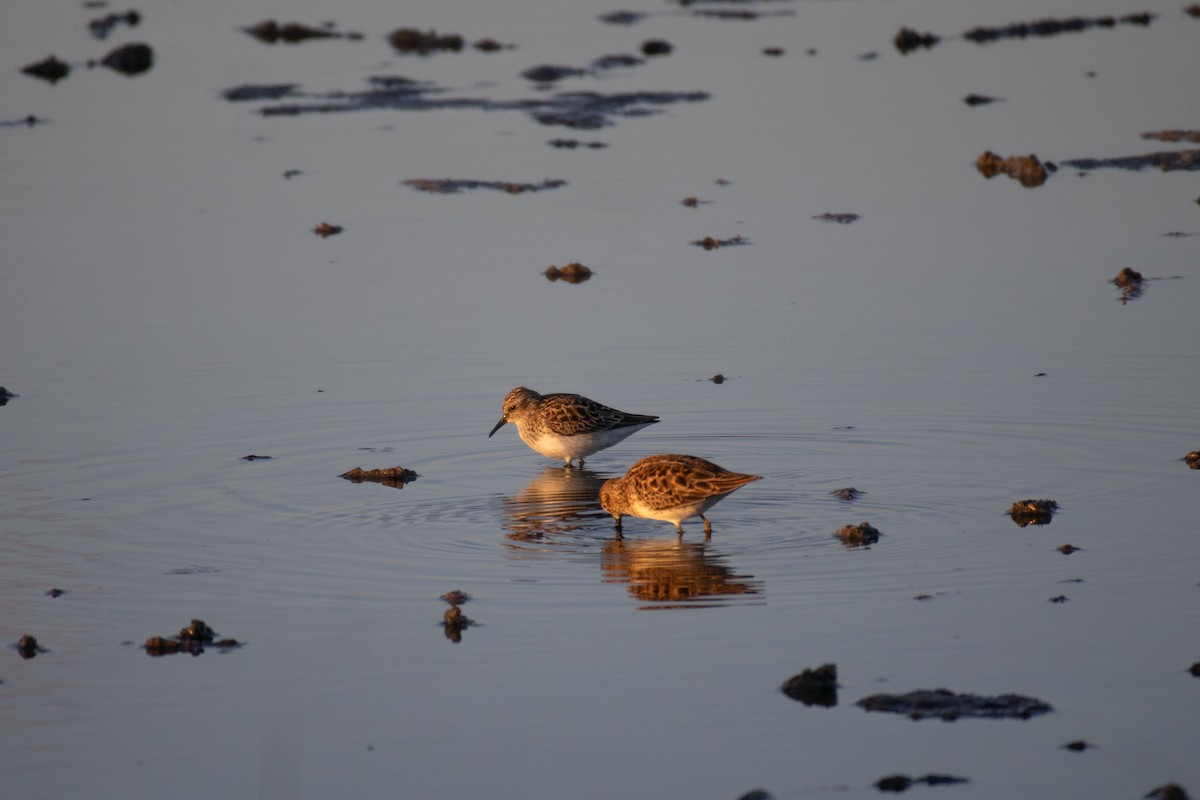 Least Sandpiper - Jacob Hoyle