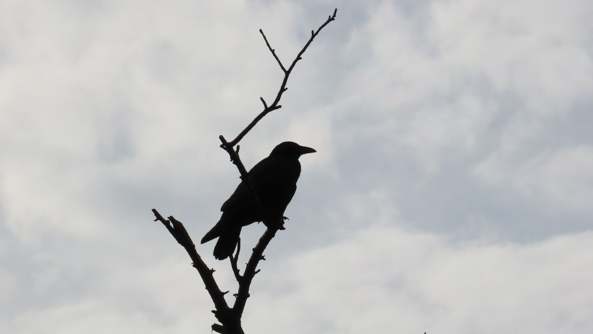 Carrion Crow - YUKIKO ISHIKAWA