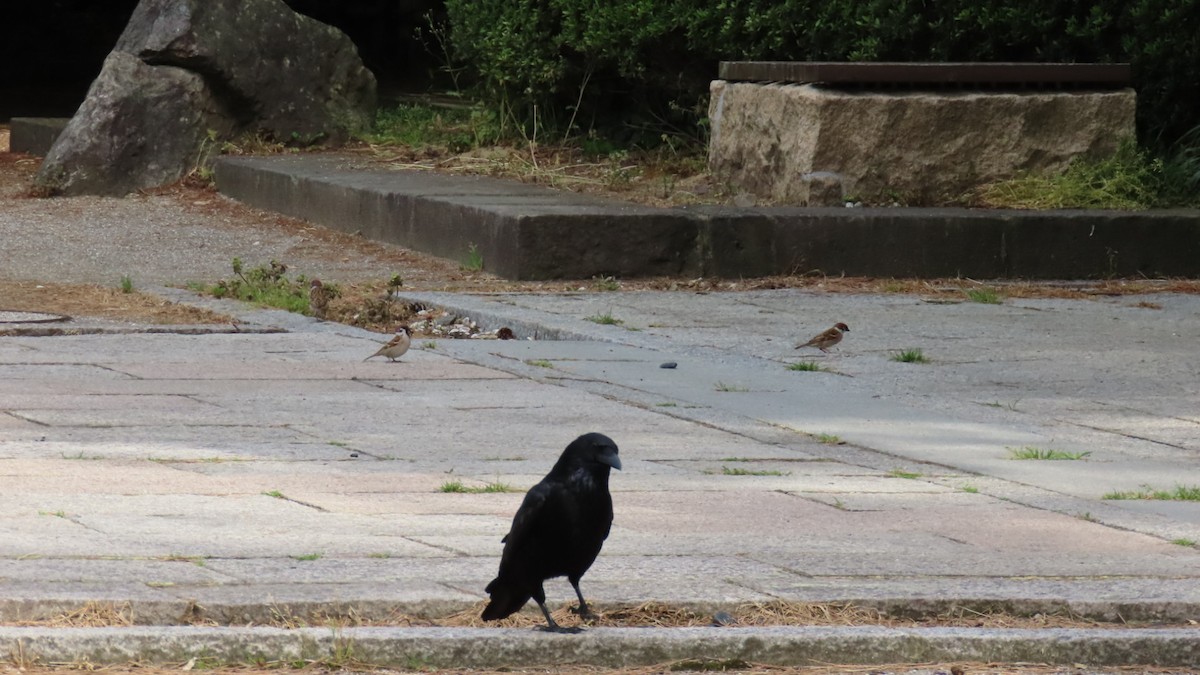 Carrion Crow - YUKIKO ISHIKAWA