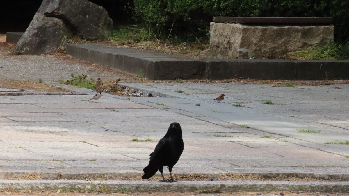 Carrion Crow - YUKIKO ISHIKAWA