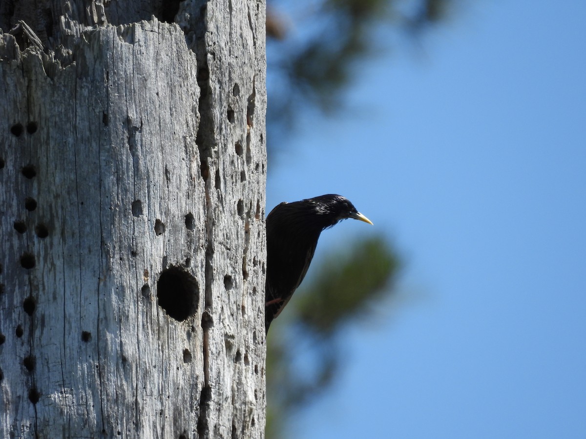 European Starling - Lola Ross