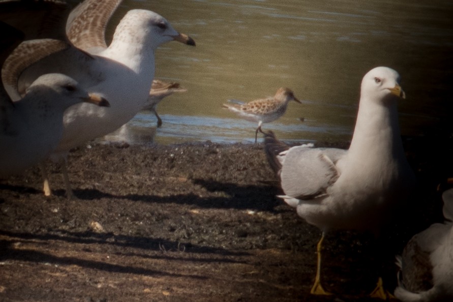 Least Sandpiper - Barry Porter