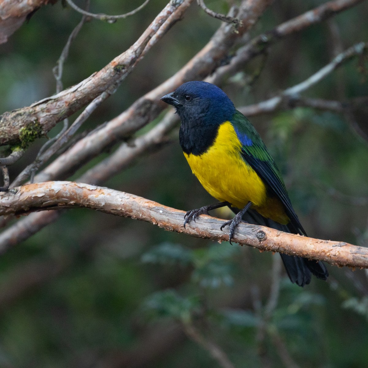 Black-chested Mountain Tanager - PATRICK BEN SOUSSAN