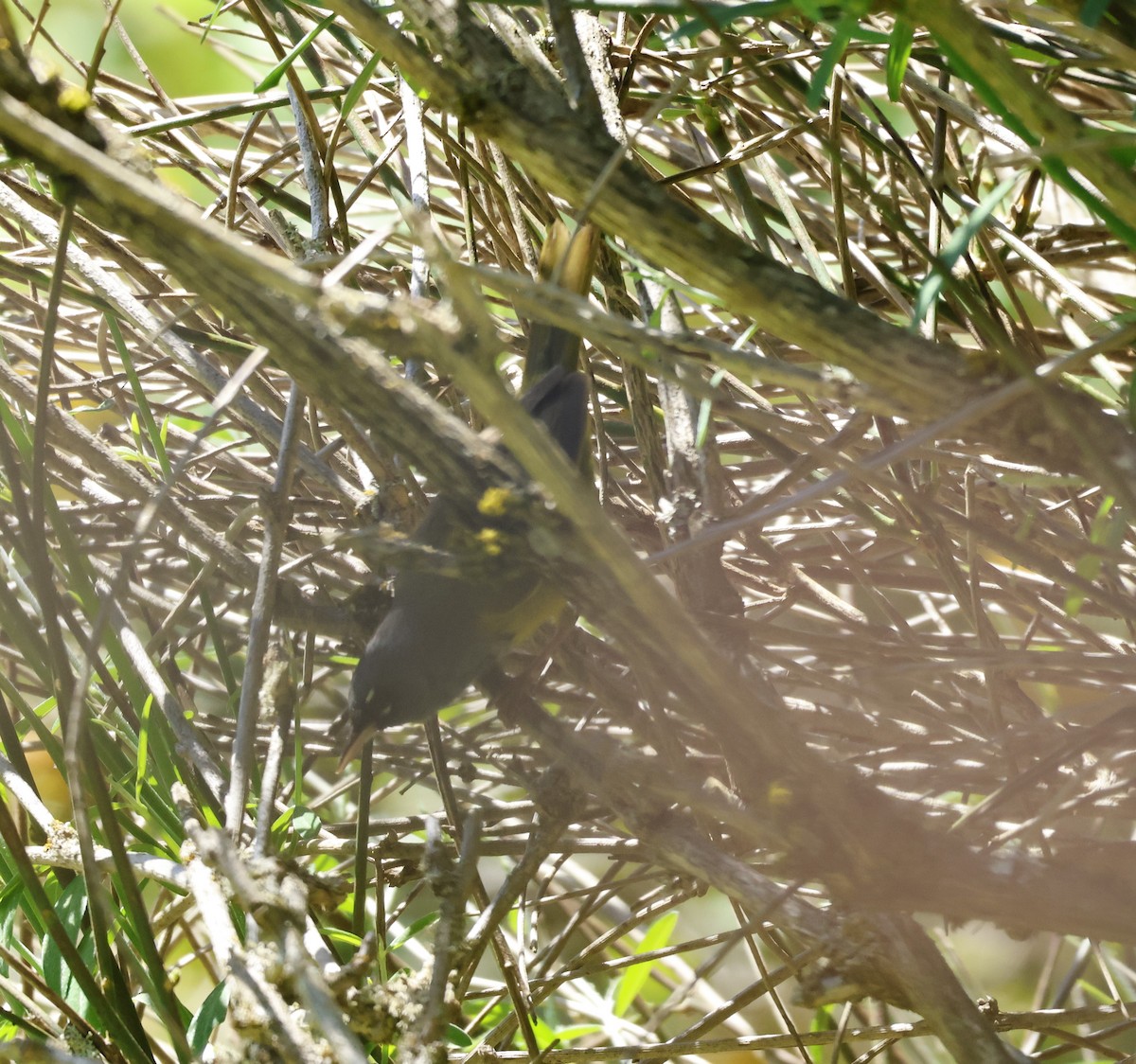 MacGillivray's Warbler - Carl Hughes