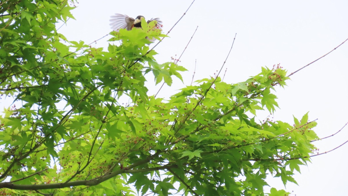 Varied Tit - YUKIKO ISHIKAWA