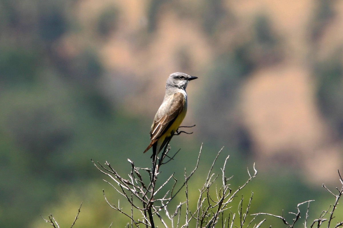 Western Kingbird - William Clark