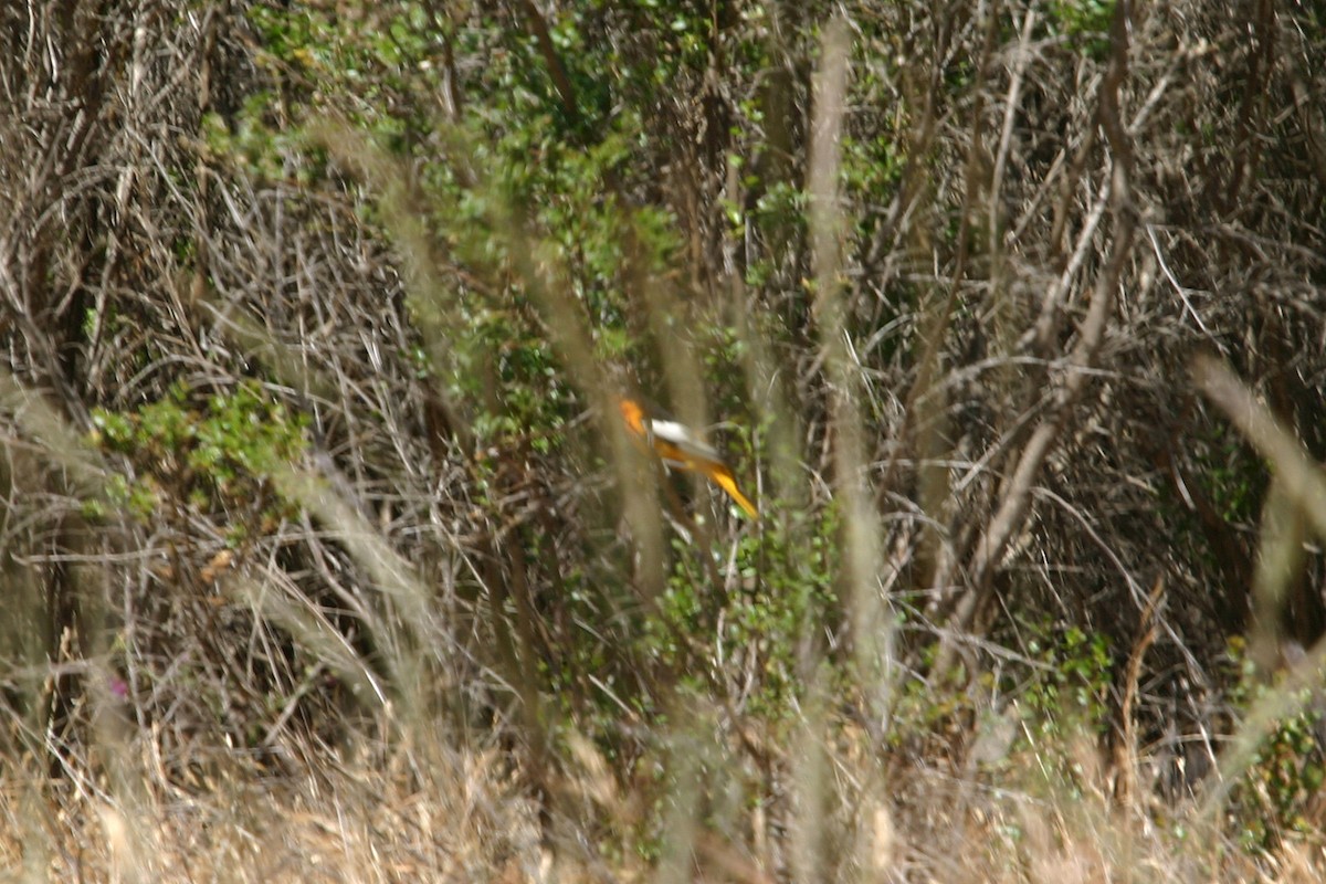 Bullock's Oriole - William Clark