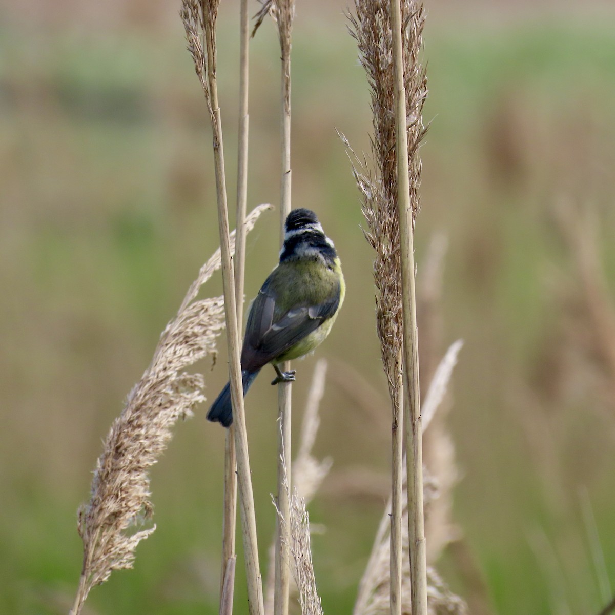 Eurasian Blue Tit - Richard Fleming