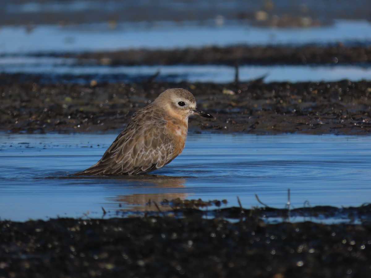 Red-breasted Dotterel - ML618871876