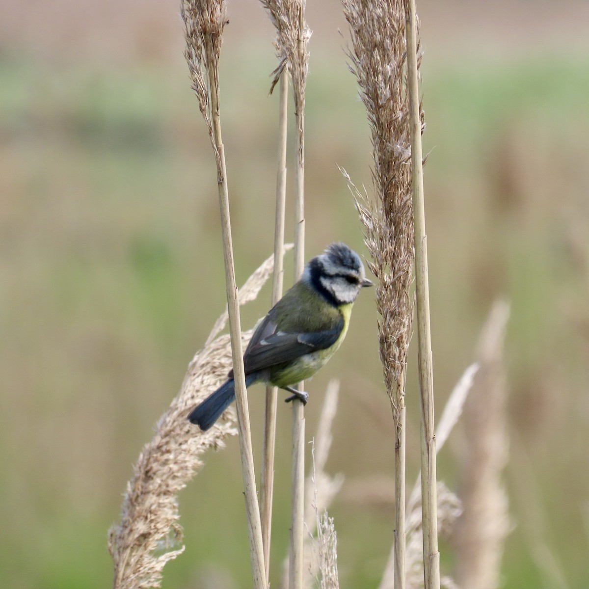 Eurasian Blue Tit - Richard Fleming