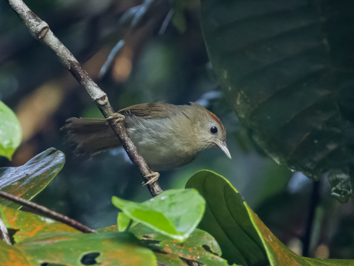 Rufous-fronted Babbler (Rufous-fronted) - ML618871887