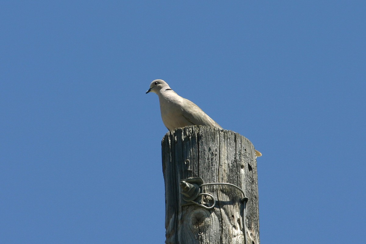 Eurasian Collared-Dove - William Clark