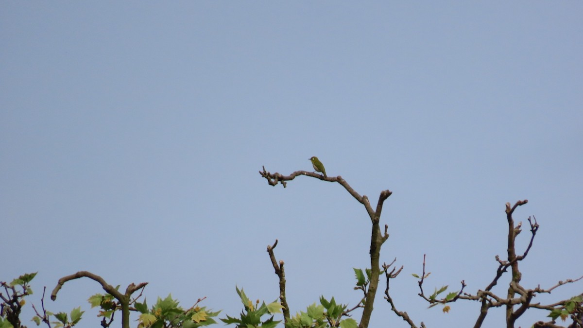 Warbling White-eye - YUKIKO ISHIKAWA