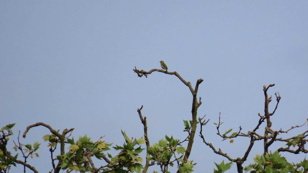 Warbling White-eye - ML618871891