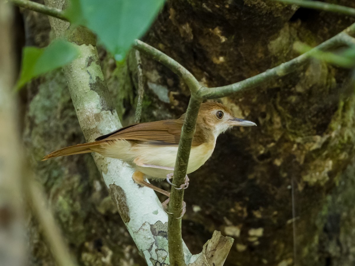 Ferruginous Babbler - ML618871893