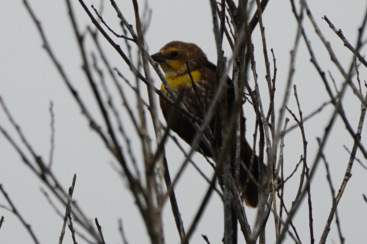 Yellow-headed Blackbird - Dawn Hovey