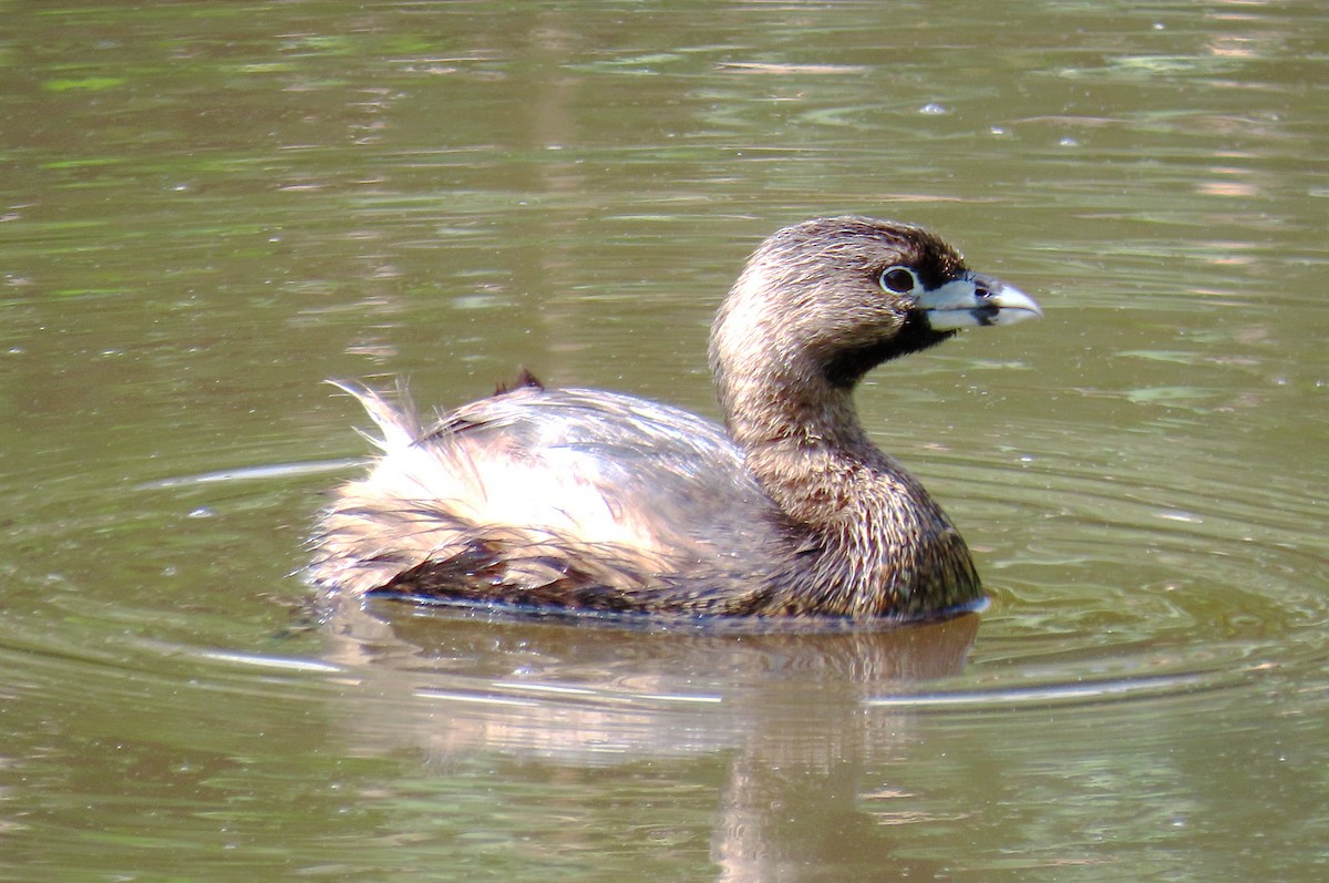 Pied-billed Grebe - ML618871912