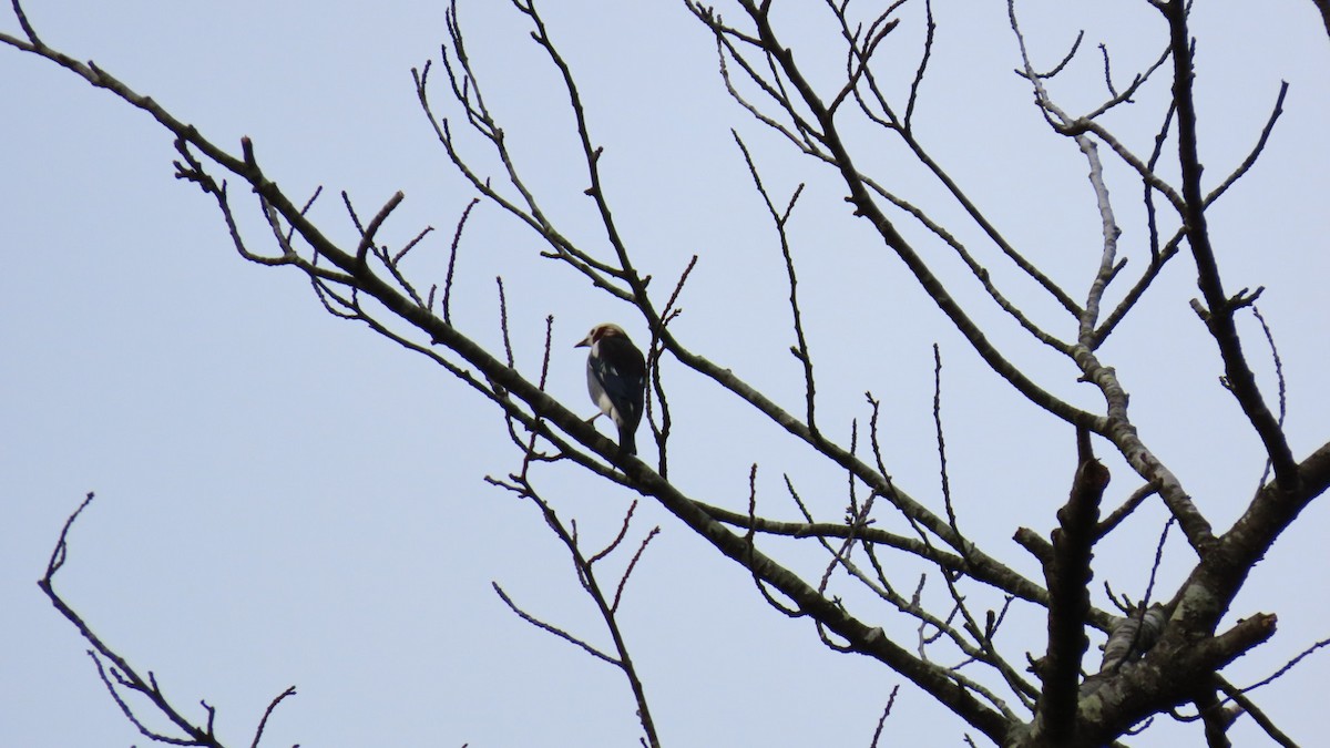 Chestnut-cheeked Starling - ML618871918