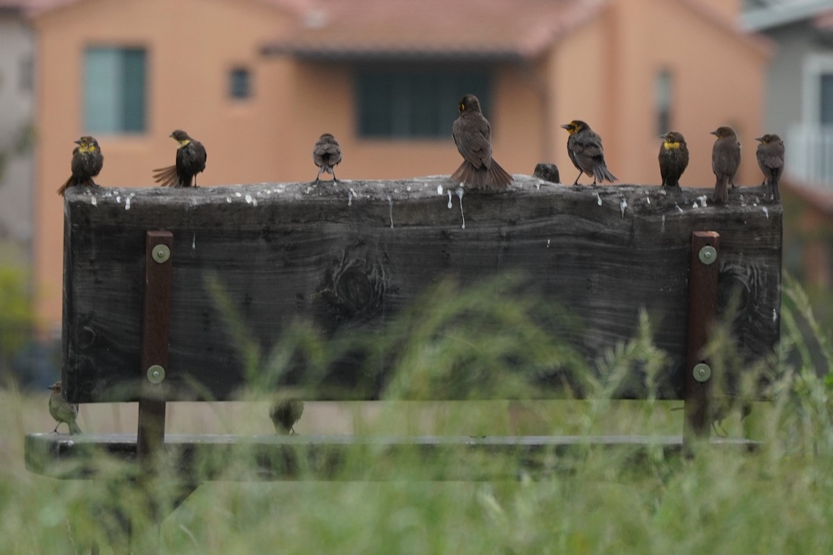 Yellow-headed Blackbird - Dawn Hovey