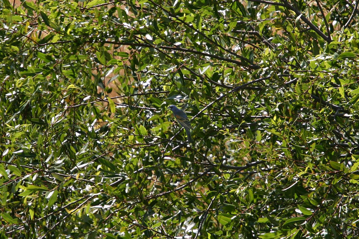 Blue Grosbeak - William Clark