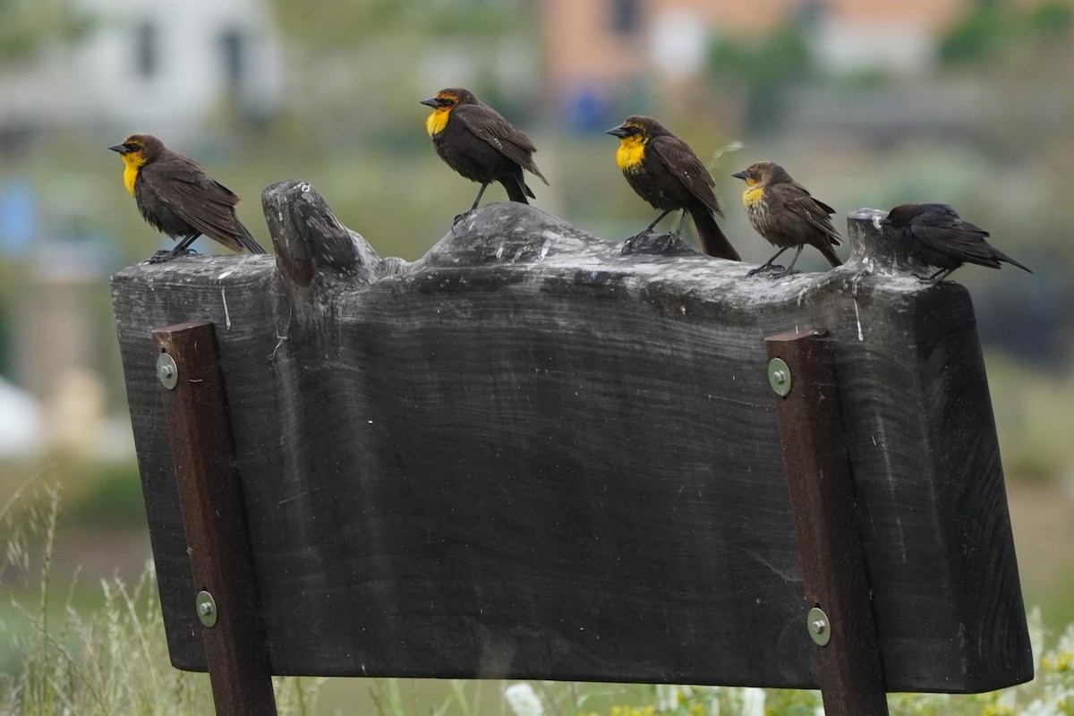 Yellow-headed Blackbird - Dawn Hovey