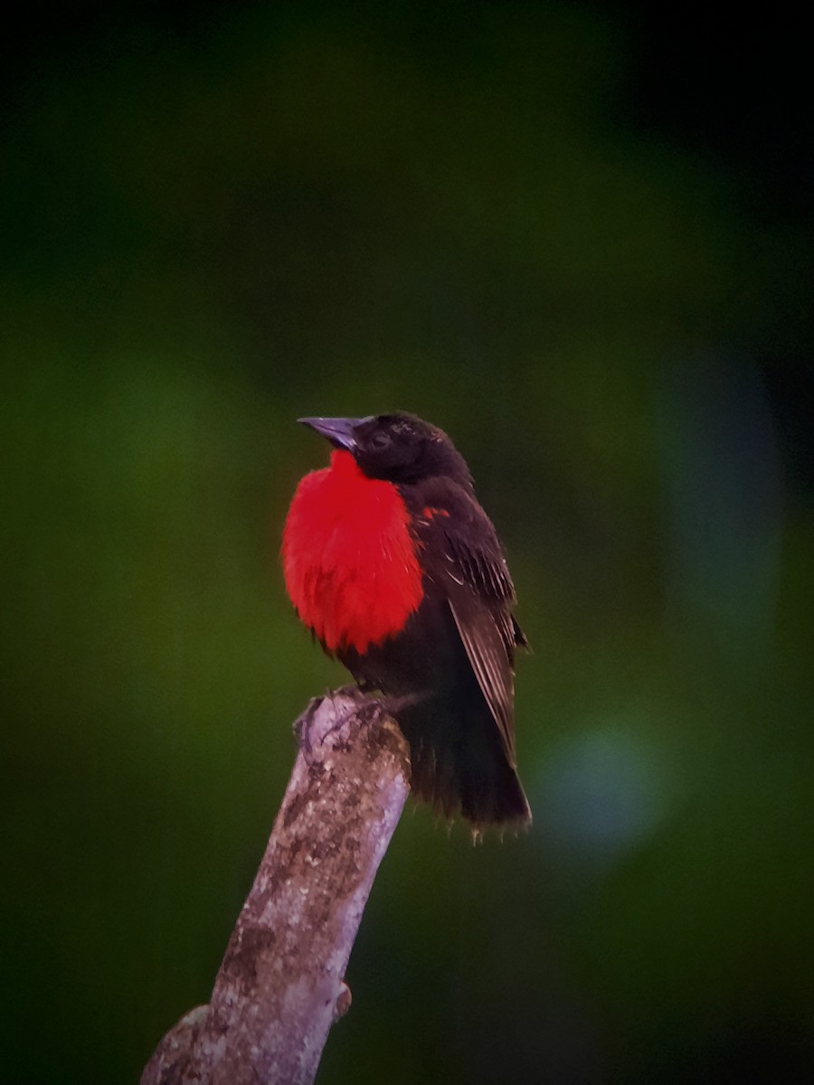 Red-breasted Meadowlark - ML618871926