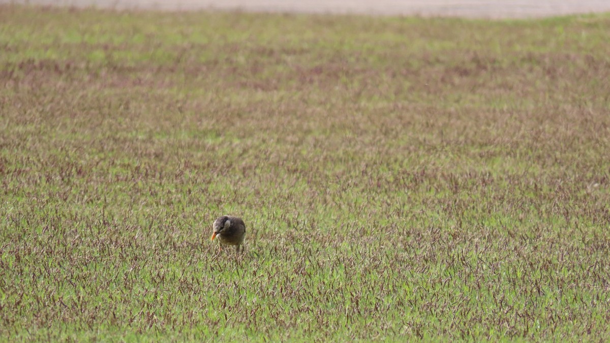 White-cheeked Starling - ML618871932