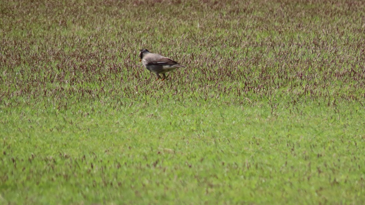 White-cheeked Starling - YUKIKO ISHIKAWA