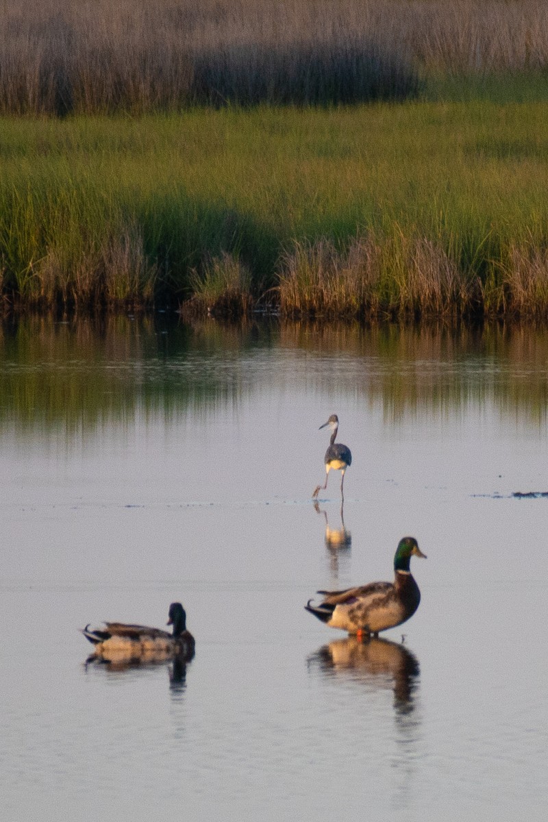 Mallard - Jacob Hoyle