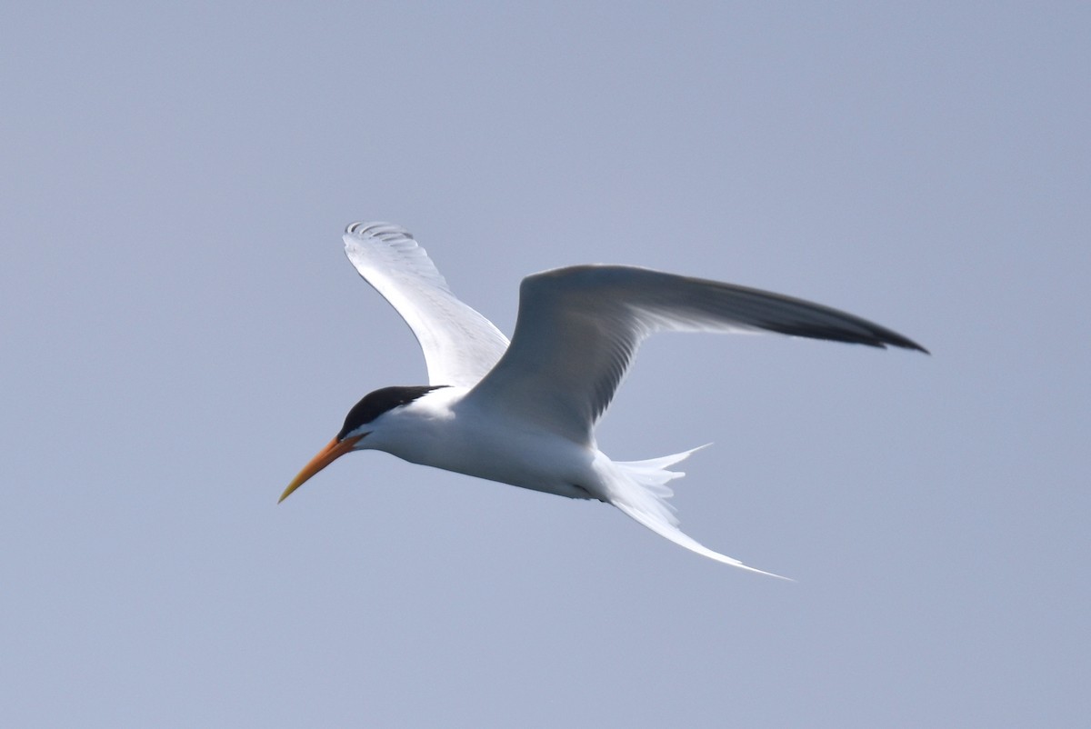 Elegant Tern - ML618871936