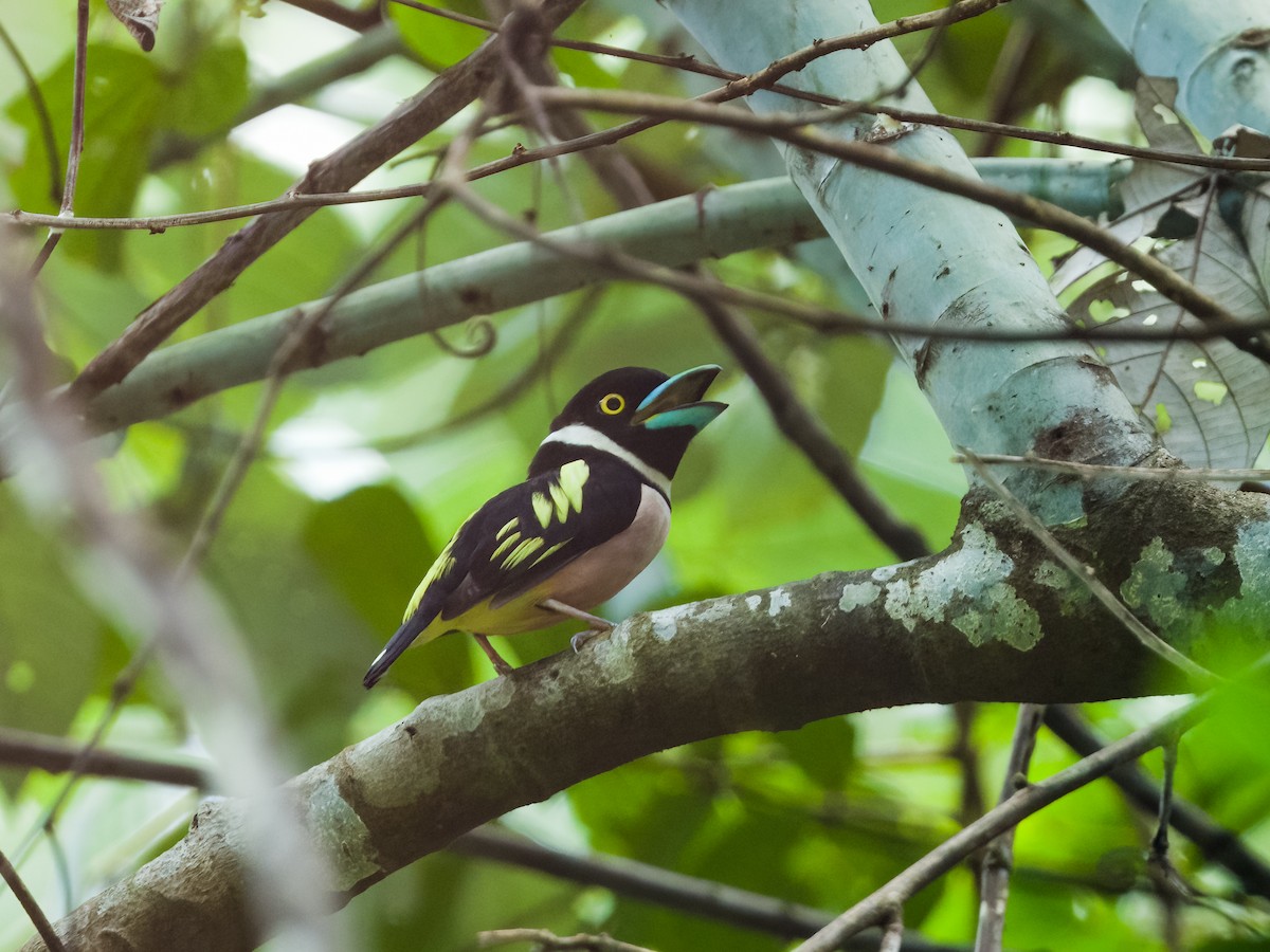 Black-and-yellow Broadbill - ML618871949