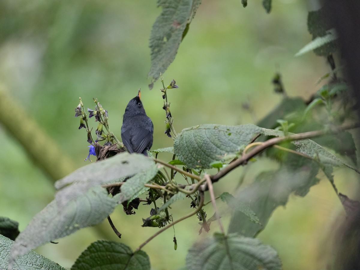 Glossy Flowerpiercer - ML618871952