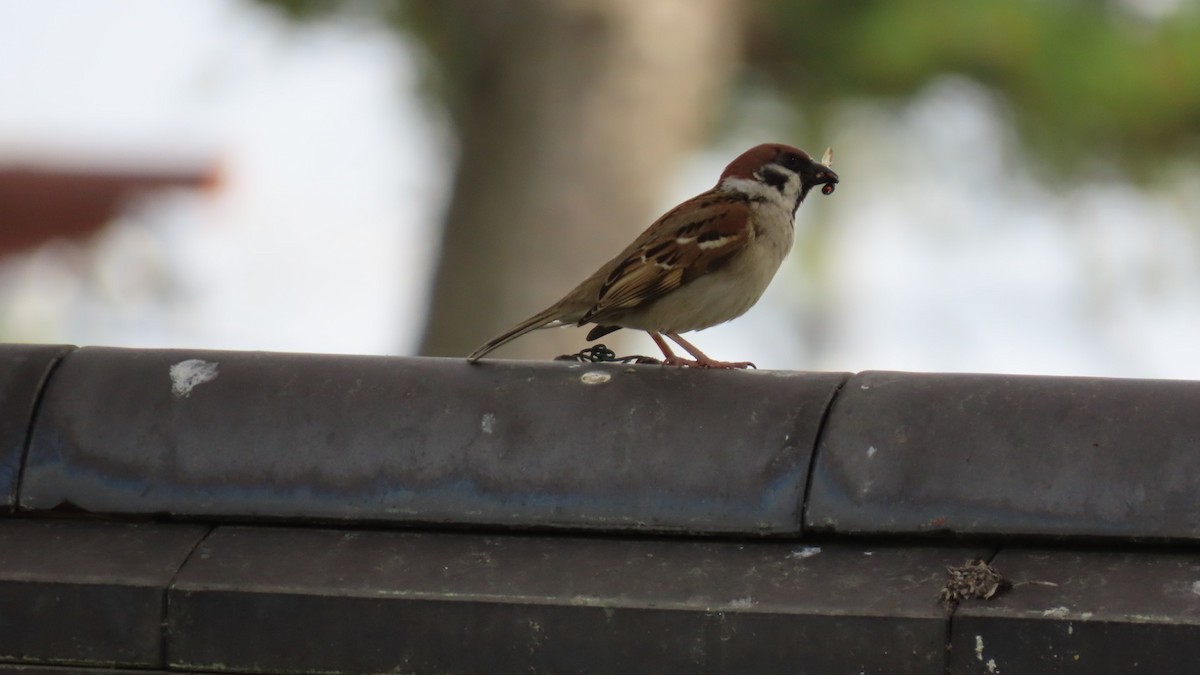 Eurasian Tree Sparrow - ML618871953