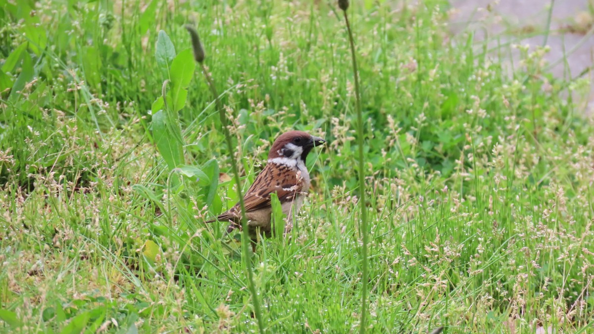 Eurasian Tree Sparrow - ML618871955