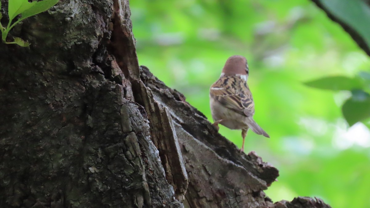 Eurasian Tree Sparrow - YUKIKO ISHIKAWA