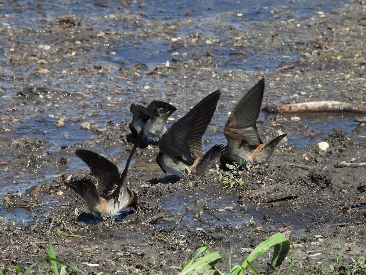 Bank Swallow - Clayton Will