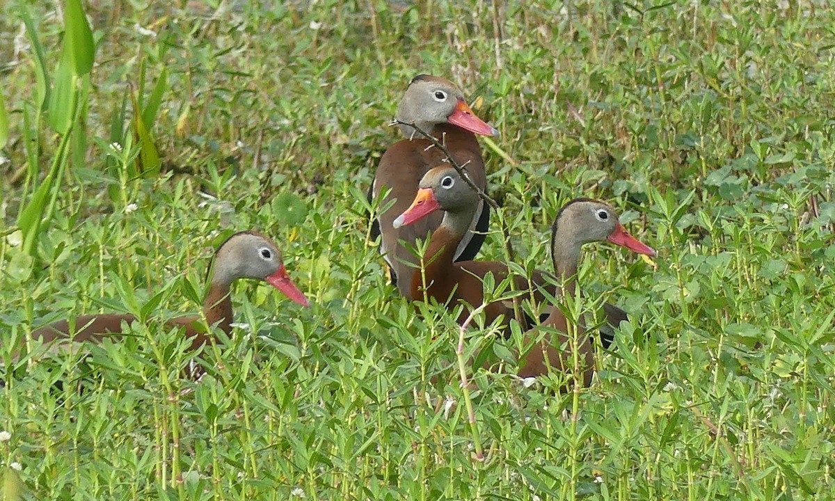 Black-bellied Whistling-Duck - Cuneyt Yilmaz