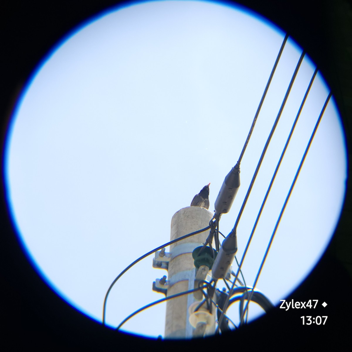 White-cheeked Starling - Dusky Thrush