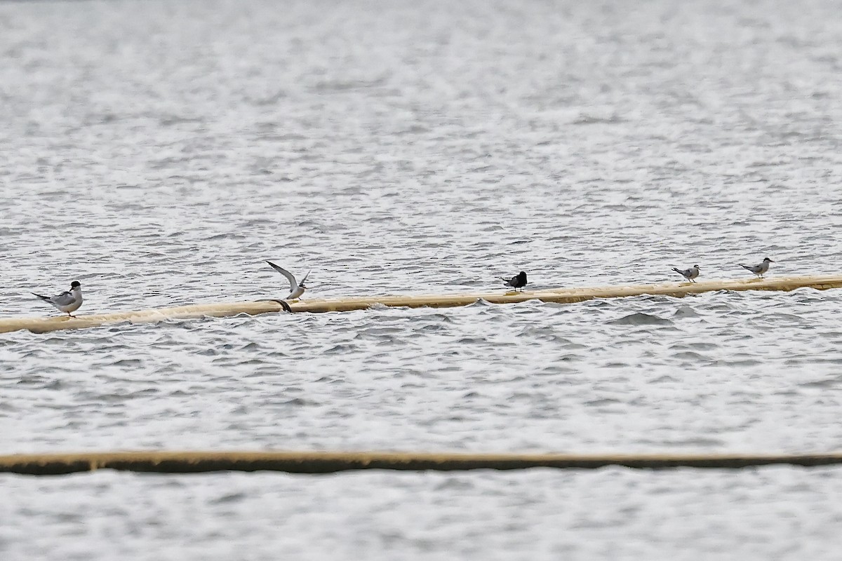 Least Tern - Arman Moreno